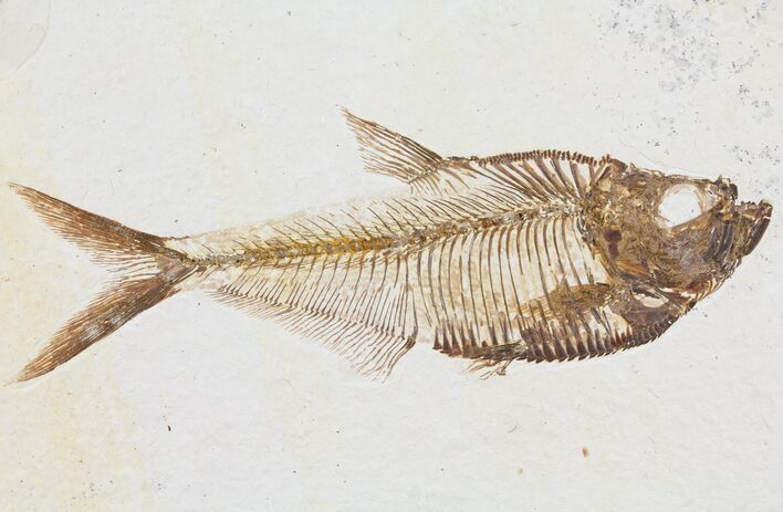 Diplomystus Fossil Fish - Wyoming #95623